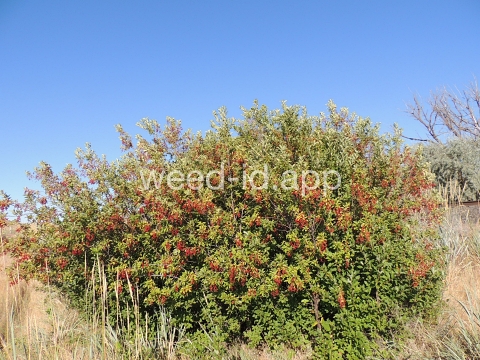 chokecherry, common
